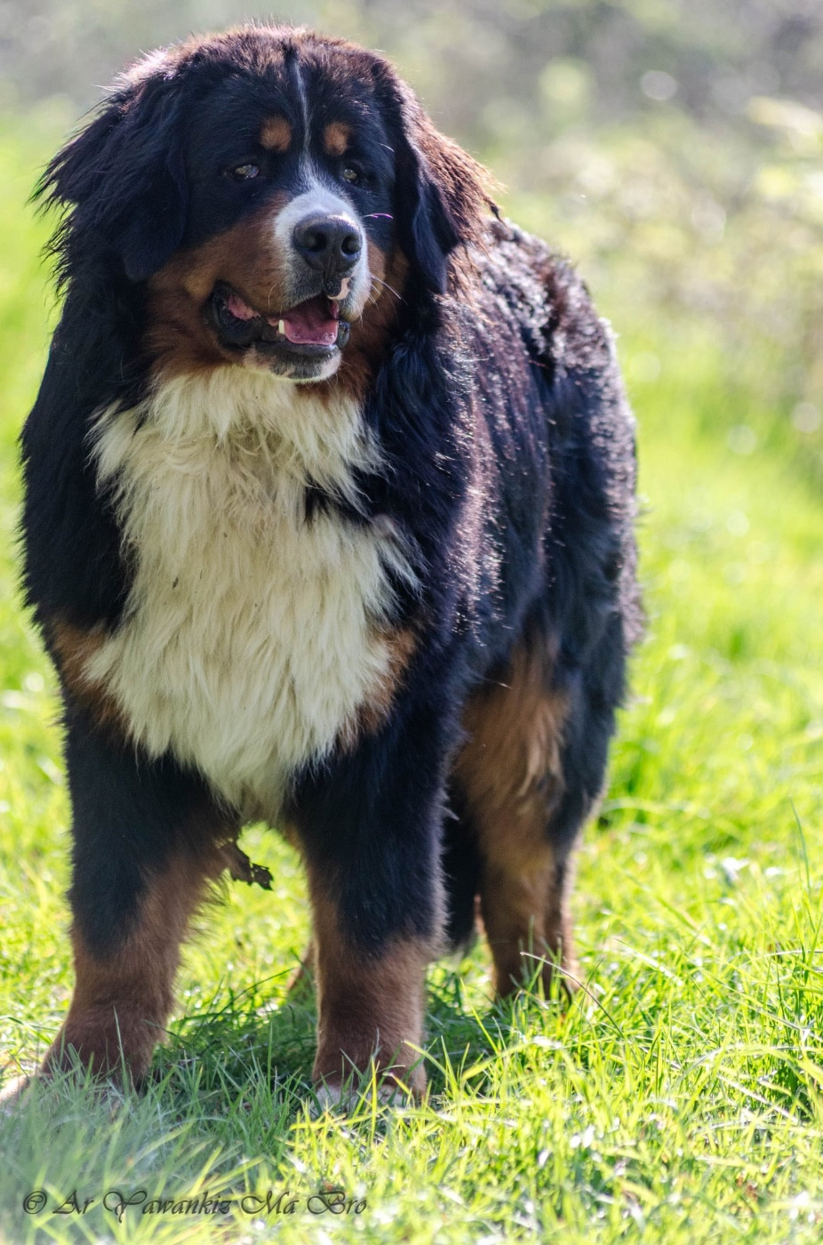 Publication : Des Iles Aux Falaises 