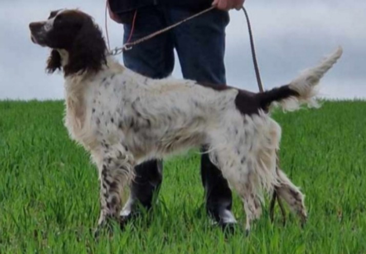 Publication : De L'orée Du Bois Bruyer Auteur : Cécile Bruyer