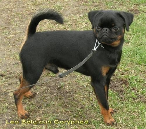 CH. Léo belgicus Coryphee