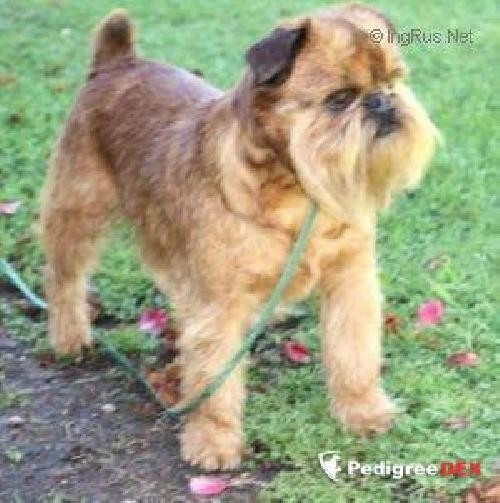 toitoi Dominate Lover