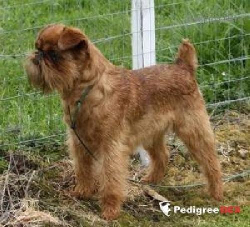 CH. toitoi Dance 'n' shoot