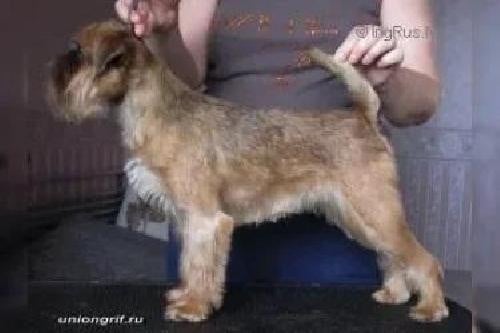 CH. union grif Violet Fine