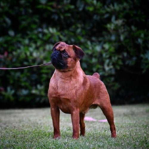 los chatos del norte Nothing Compares to you