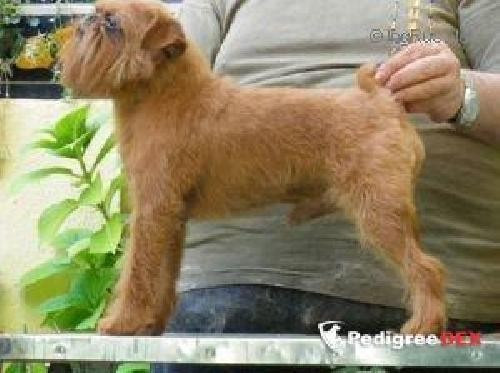 CH. lord falcon's Cid Embajador