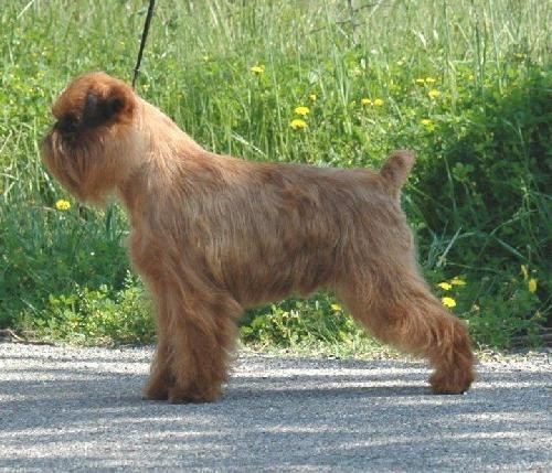 CH. tuttlebees Innovation to cilleine