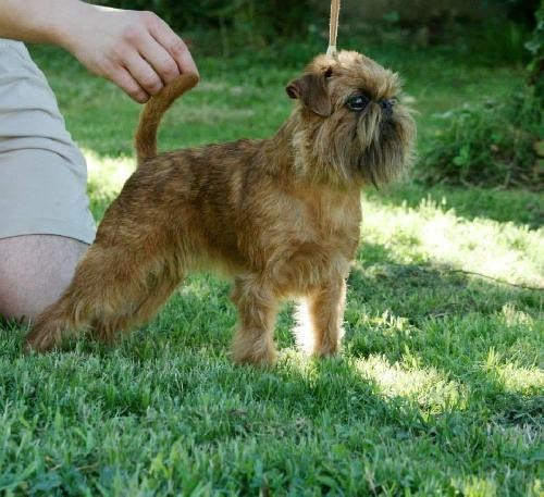 CH. los chatos del norte Alucina