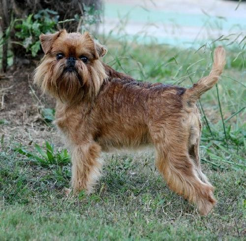 CH. los chatos del norte Cornelia