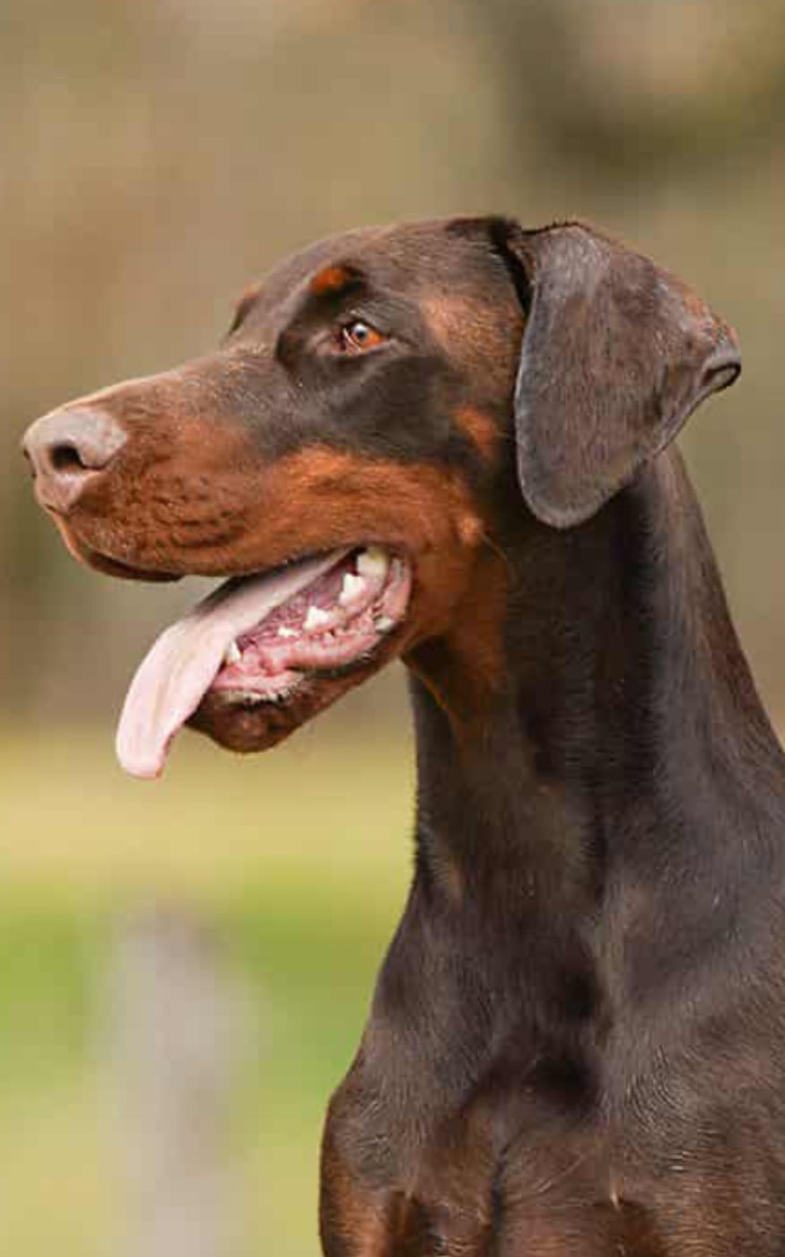 Publication : De L’Ecrin D’Argent 