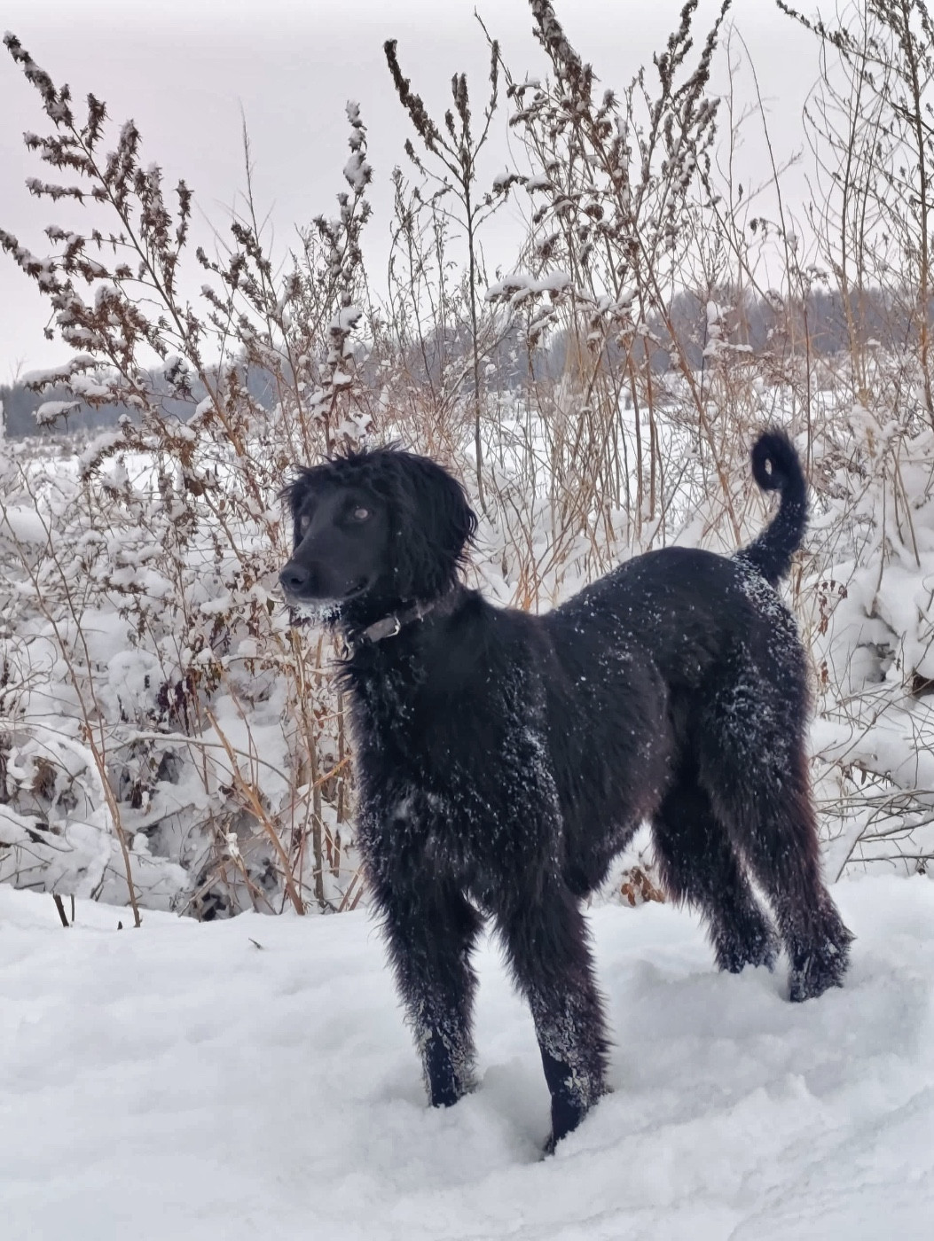 Publication : de garde-epée 