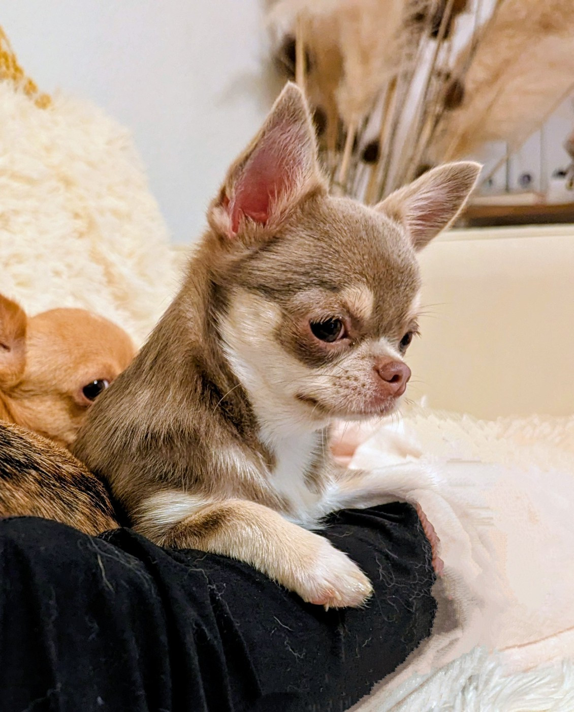 Publication : Des Peluches De Chloey Auteur : Michèle Rousseau