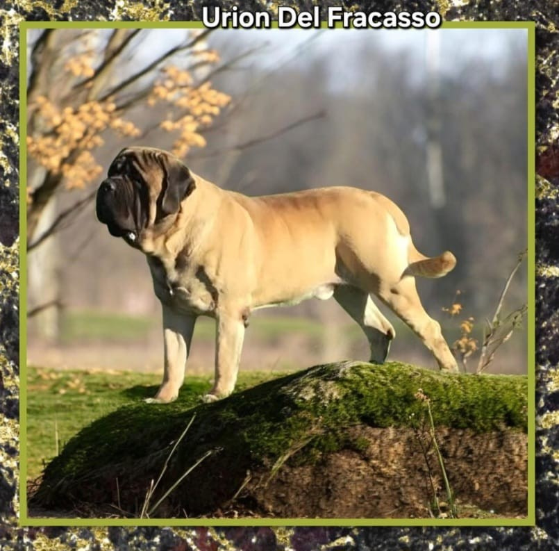 Publication : Mastiff Du Tarn Garonne