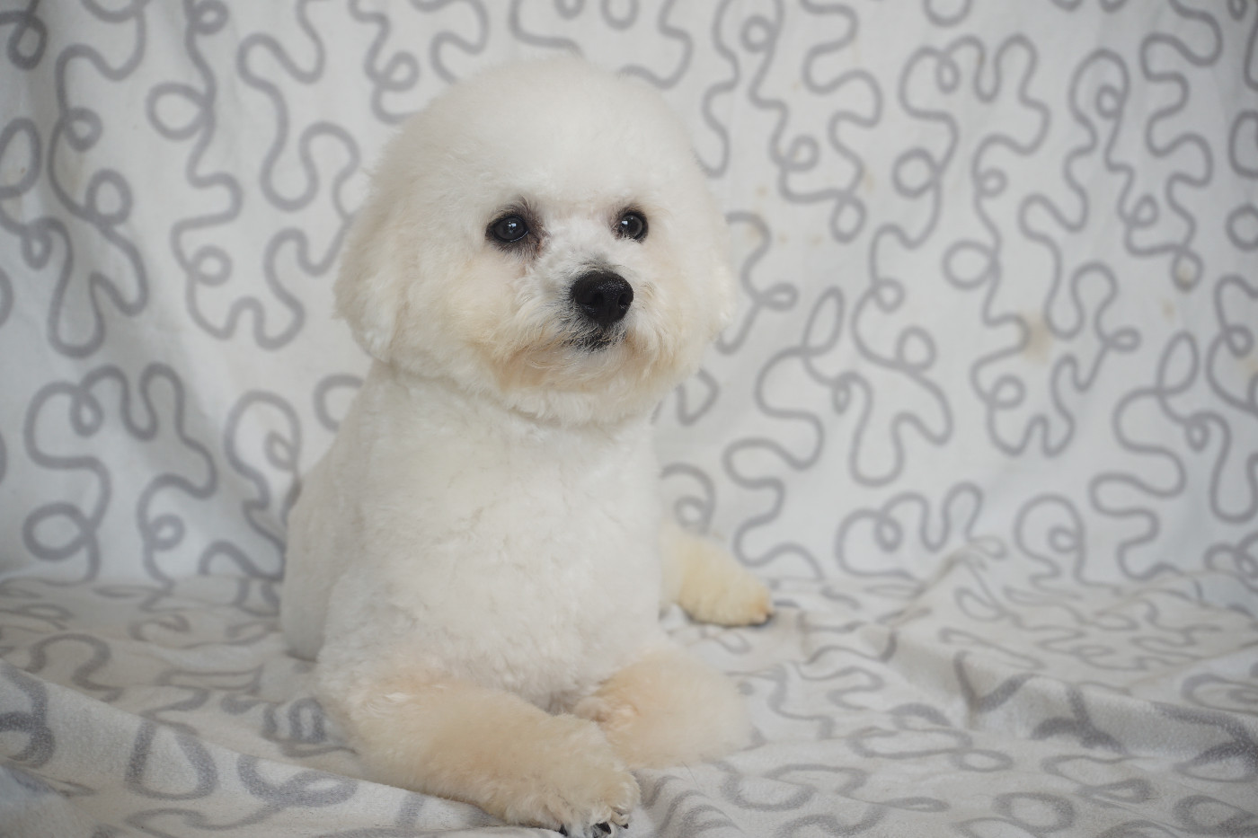 Publication : Du Royaume Des Quatre Pattes