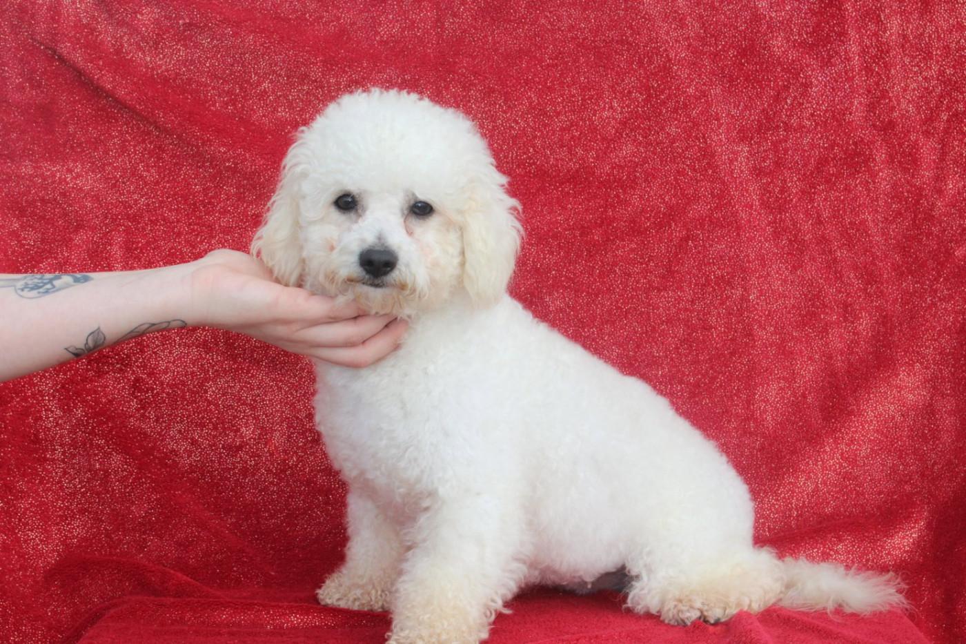 Publication : Du Royaume Des Quatre Pattes 