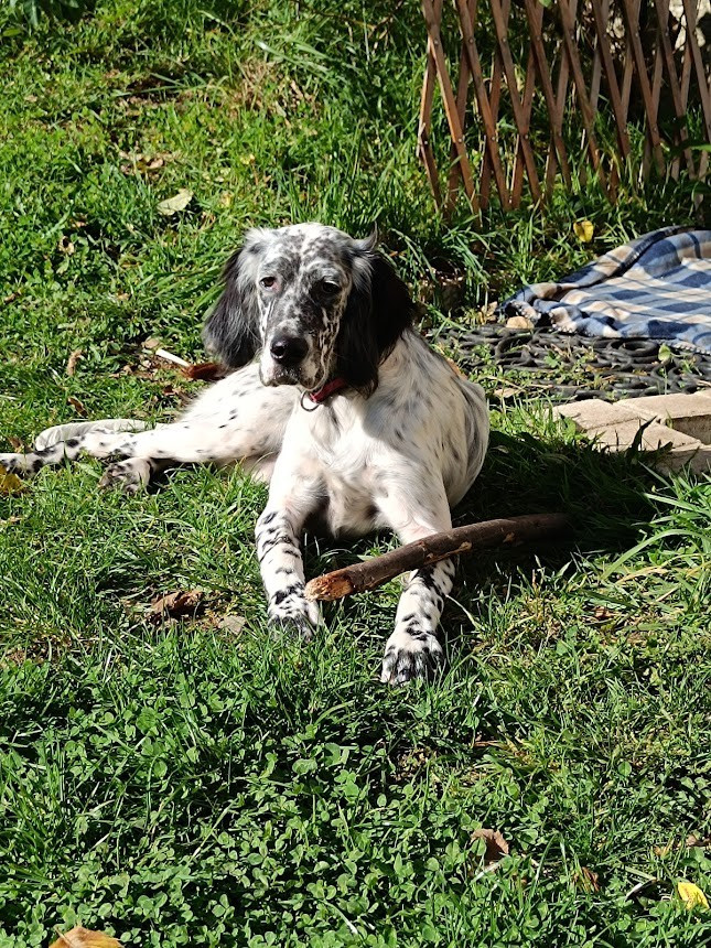 Publication : De Kerliancy Auteur : Ghislaine de Kerdreoret