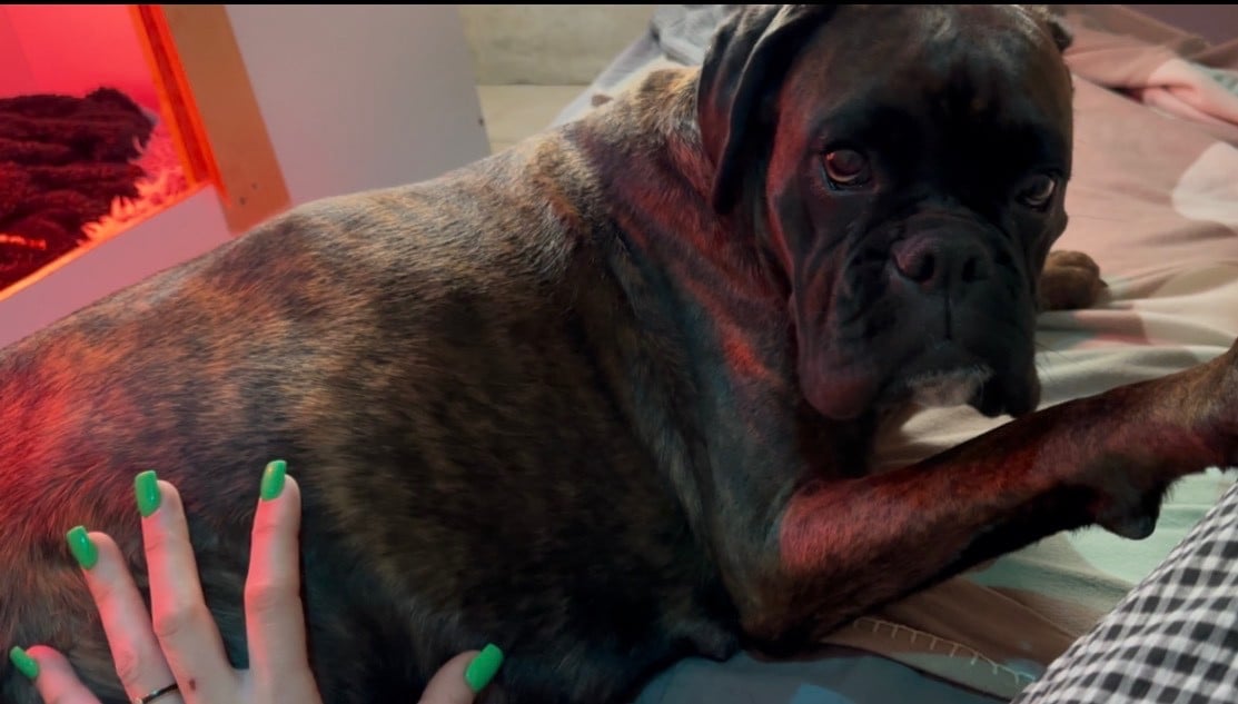 Publication : de l'épopée d'amour de Menhir 