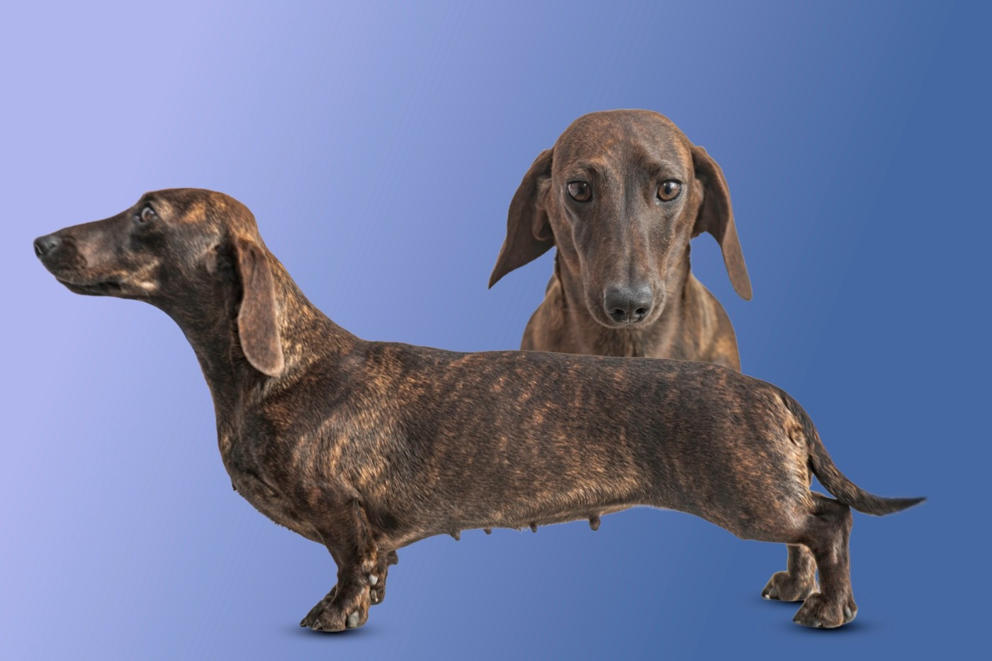 Publication : Du Domaine Des Fetiches 