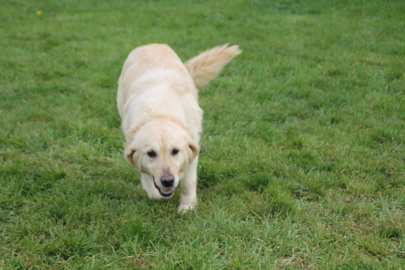 Publication : Brush Master 