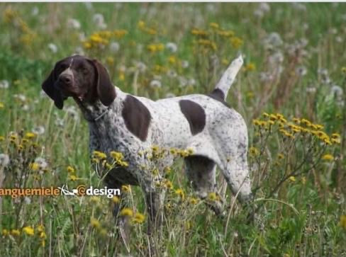 Publication : du Clos de Reve d'Or 