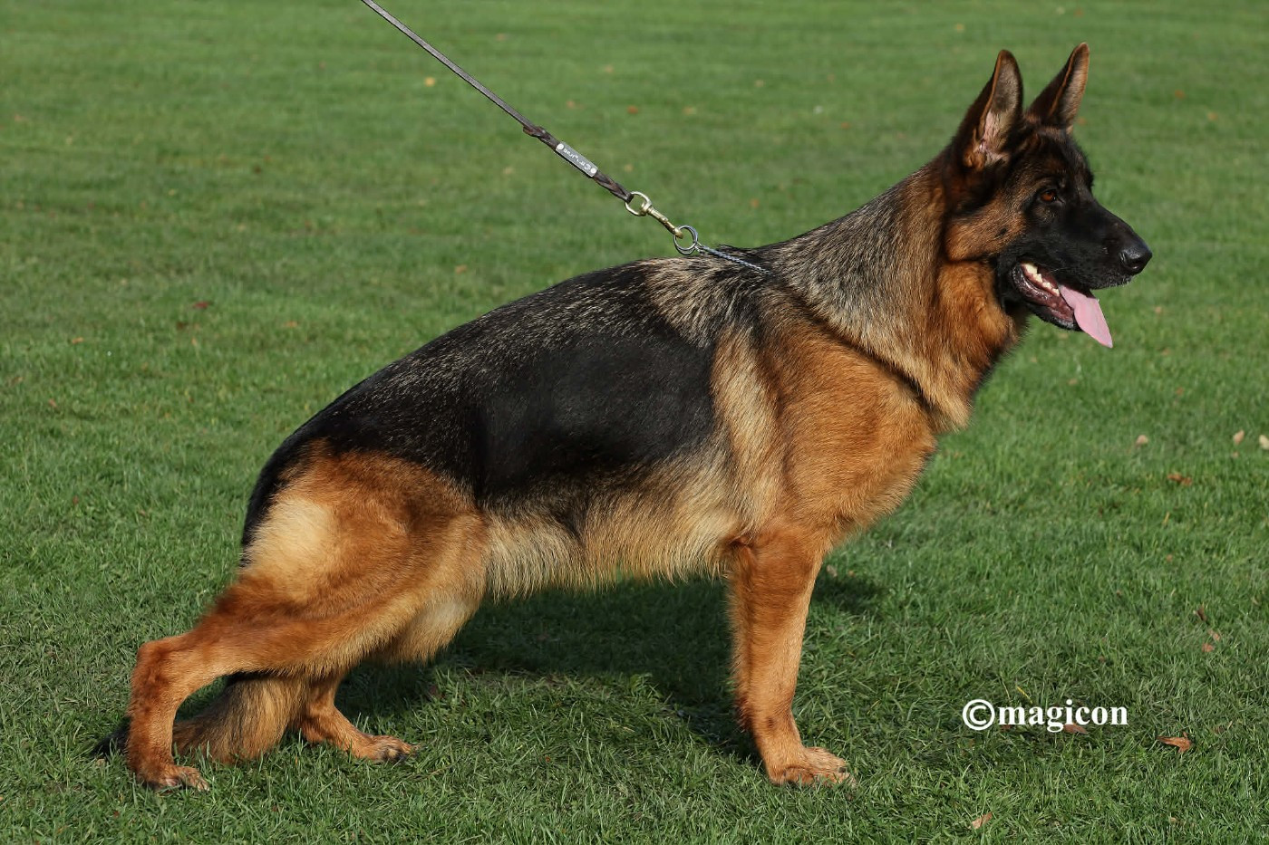 Publication : du Parc a Mitrailles Auteur : creative