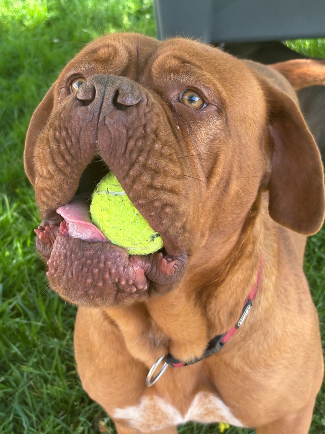 Veepee Des Songeurs O'Crocs Blancs