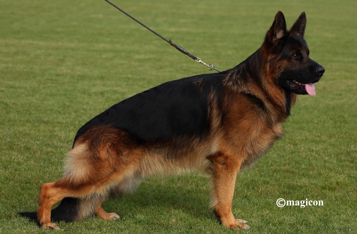 Publication : Du Buisson Chardin Auteur : Magicom