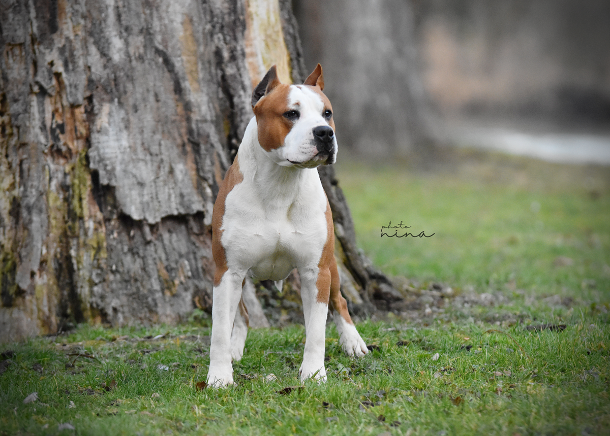 Golden Boy long step