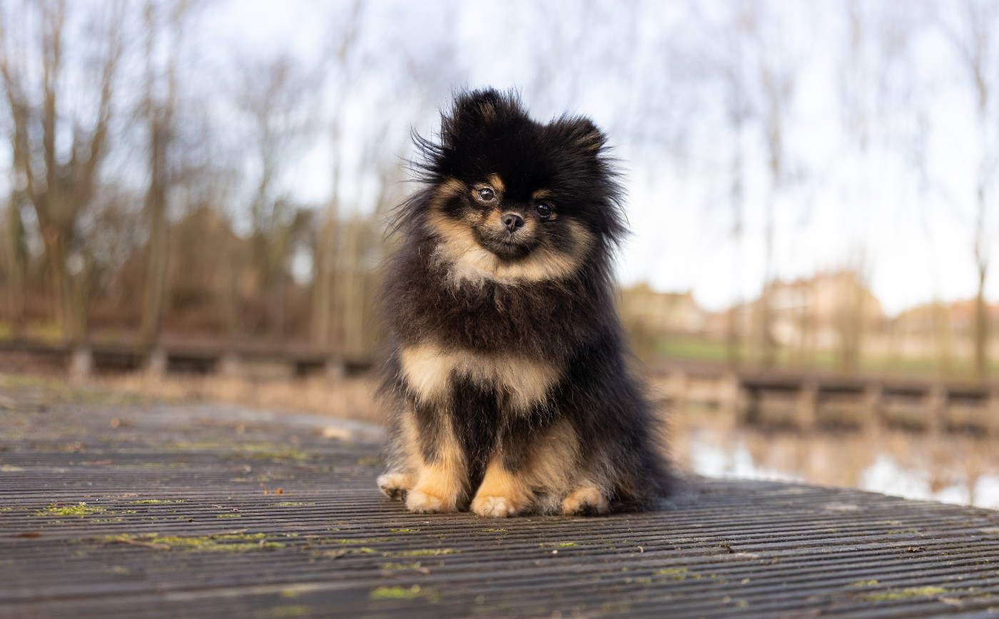 Publication : (Sans Affixe)