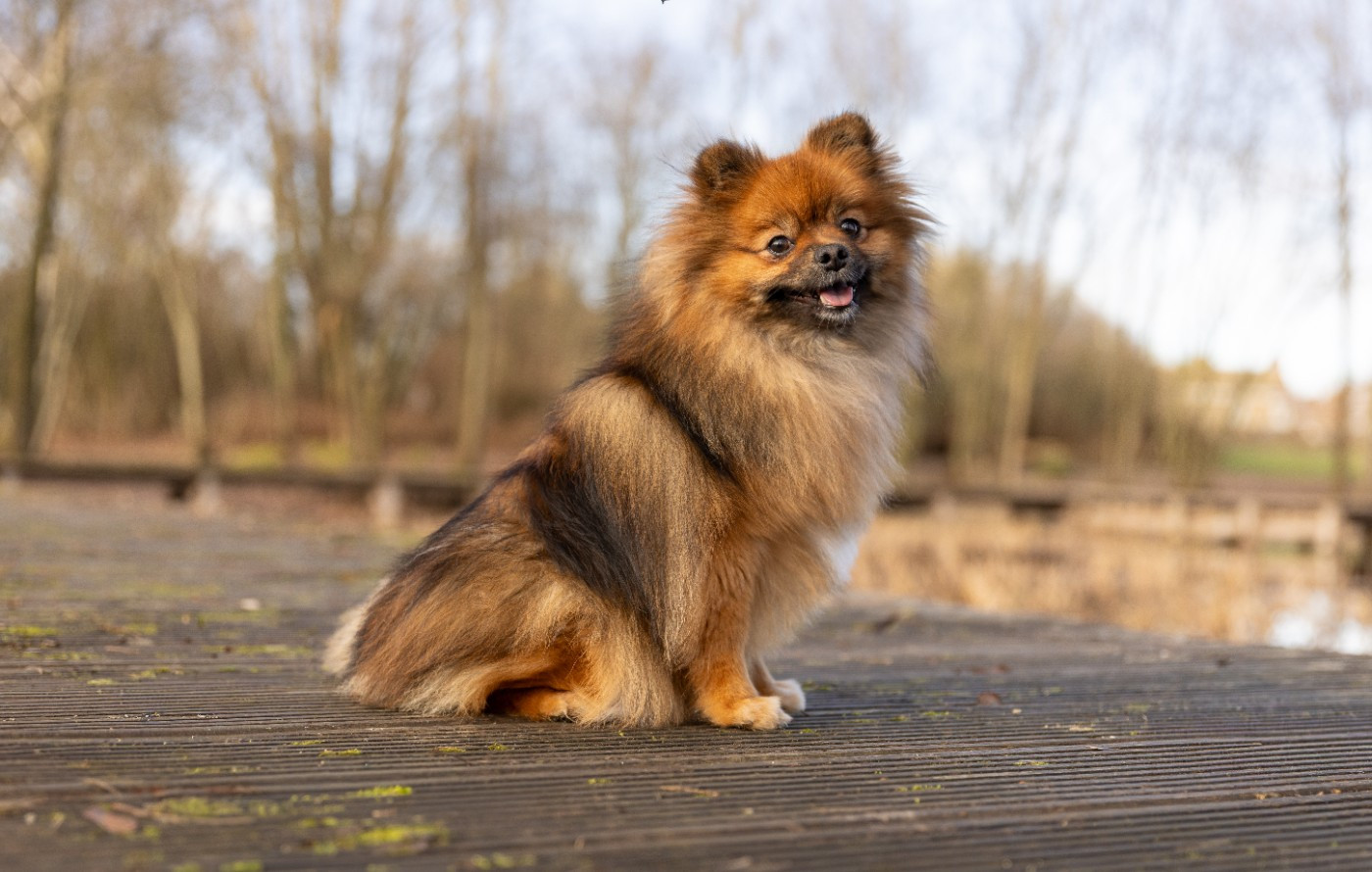 Publication : (Sans Affixe)