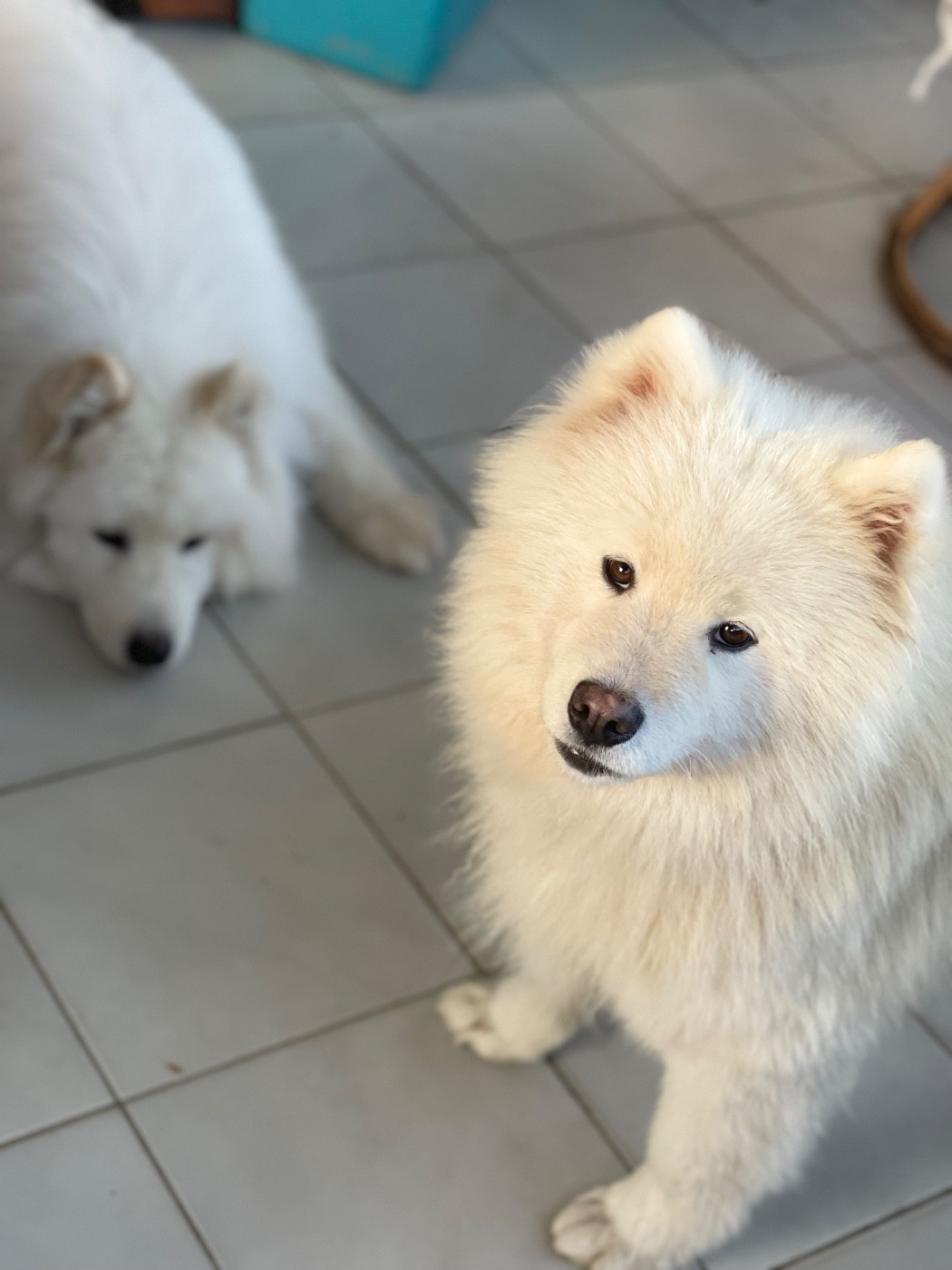 Publication : (Sans Affixe) 