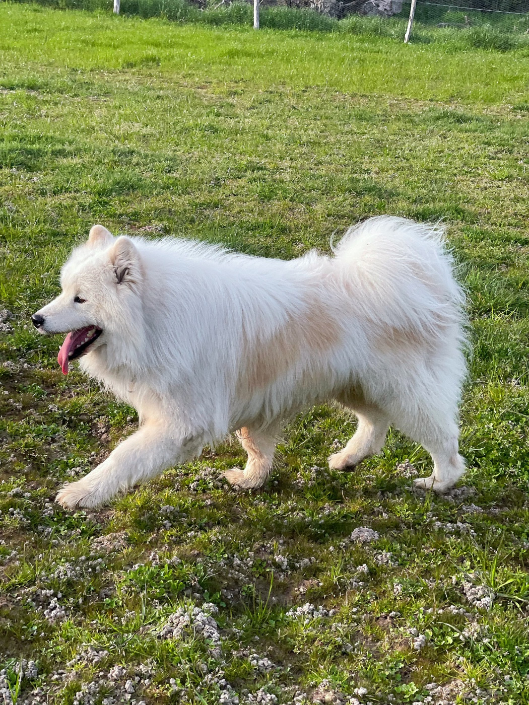 Publication : (Sans Affixe) 