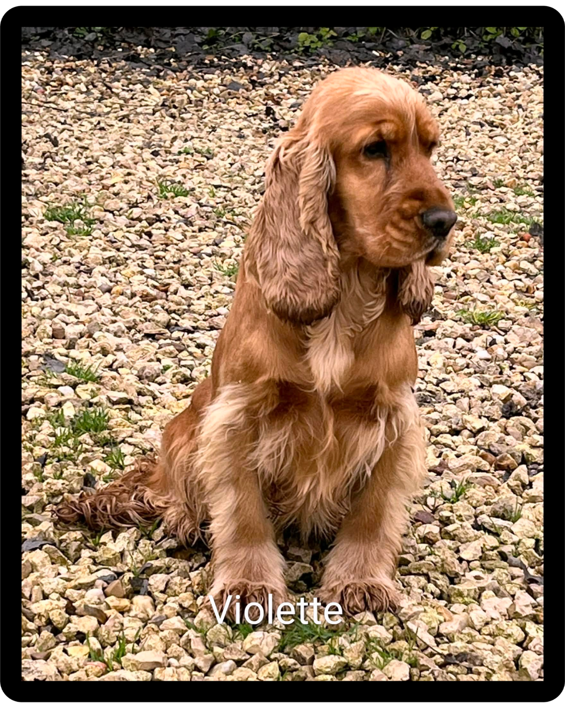 Publication : Du Domaine Charlésien Auteur : Lemoine Christelle