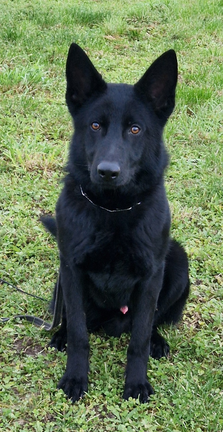 Publication : Des Crocs De Heurtevent 