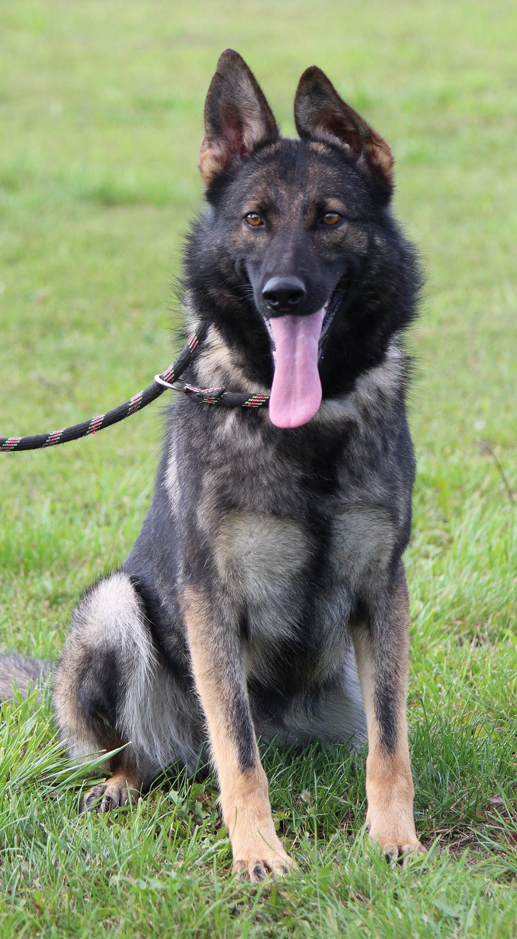 Publication : Des Crocs De Heurtevent