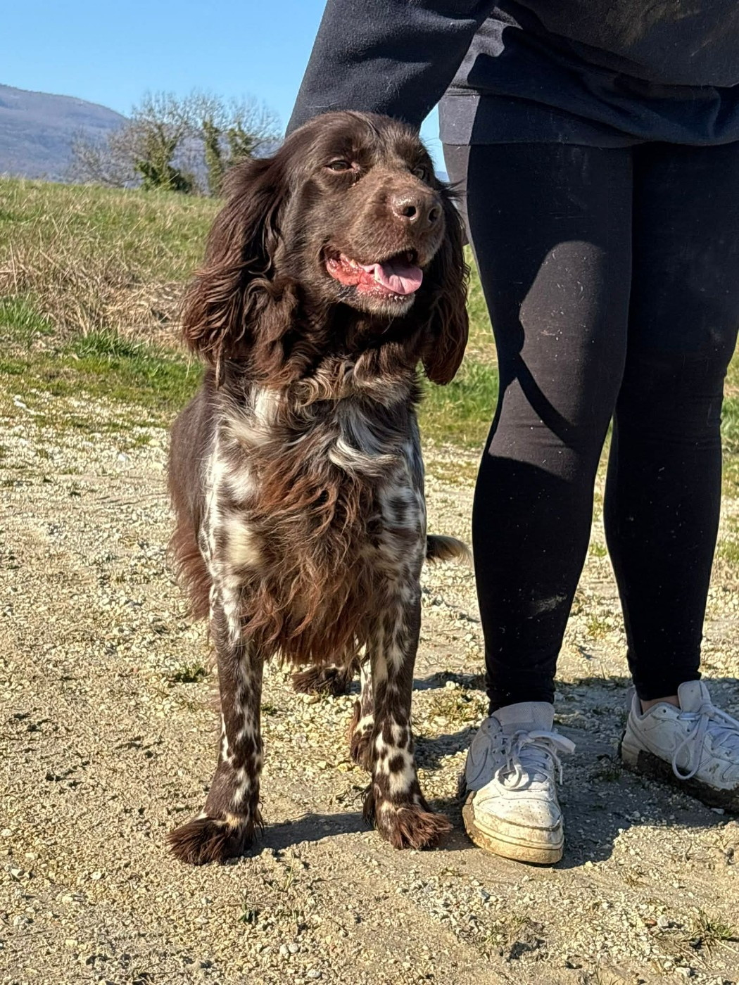 Publication : Du Pont Pyrimont 