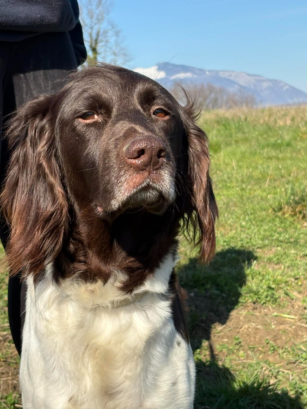 Publication : Du Pont Pyrimont 