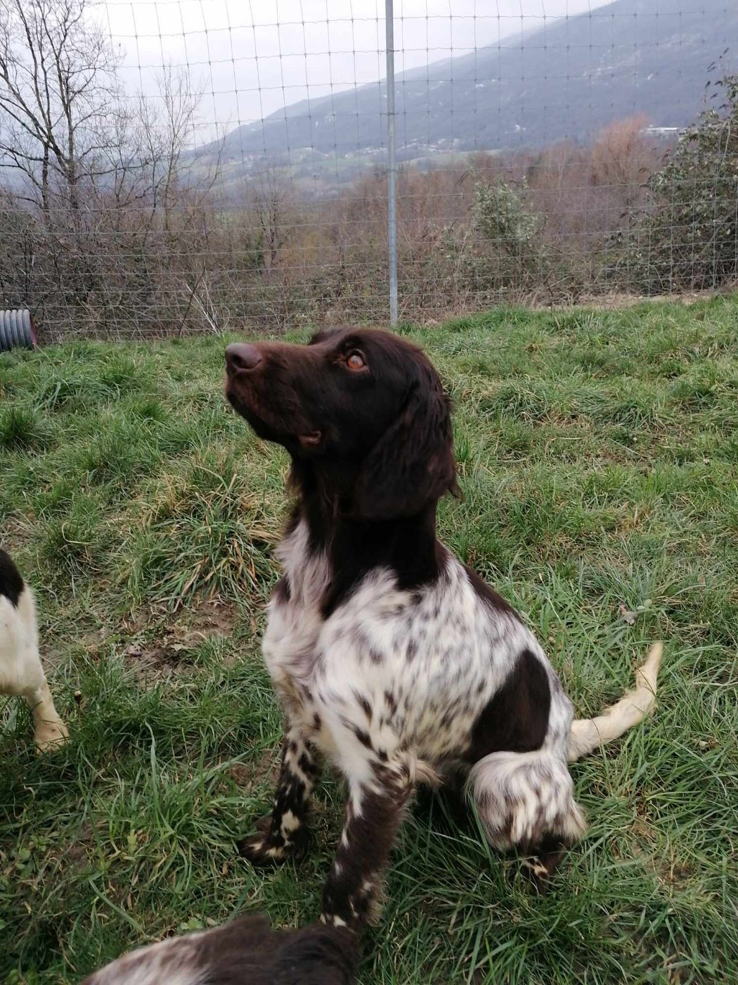 Publication : Du Pont Pyrimont 