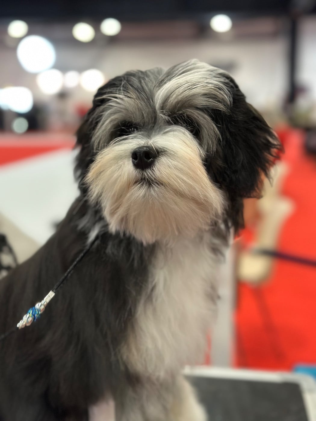 Publication : Herma's Headland 