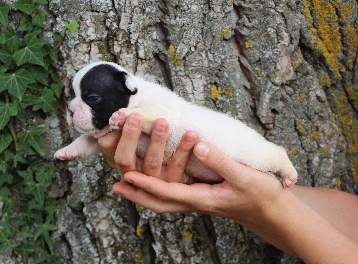 Publication : De La Notte Di Cane 