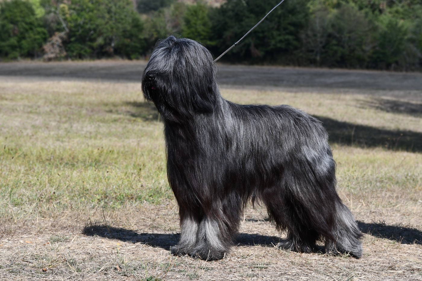 Publication : Des Bergers des Mille et Une Nuit Auteur : Gervais Michaux