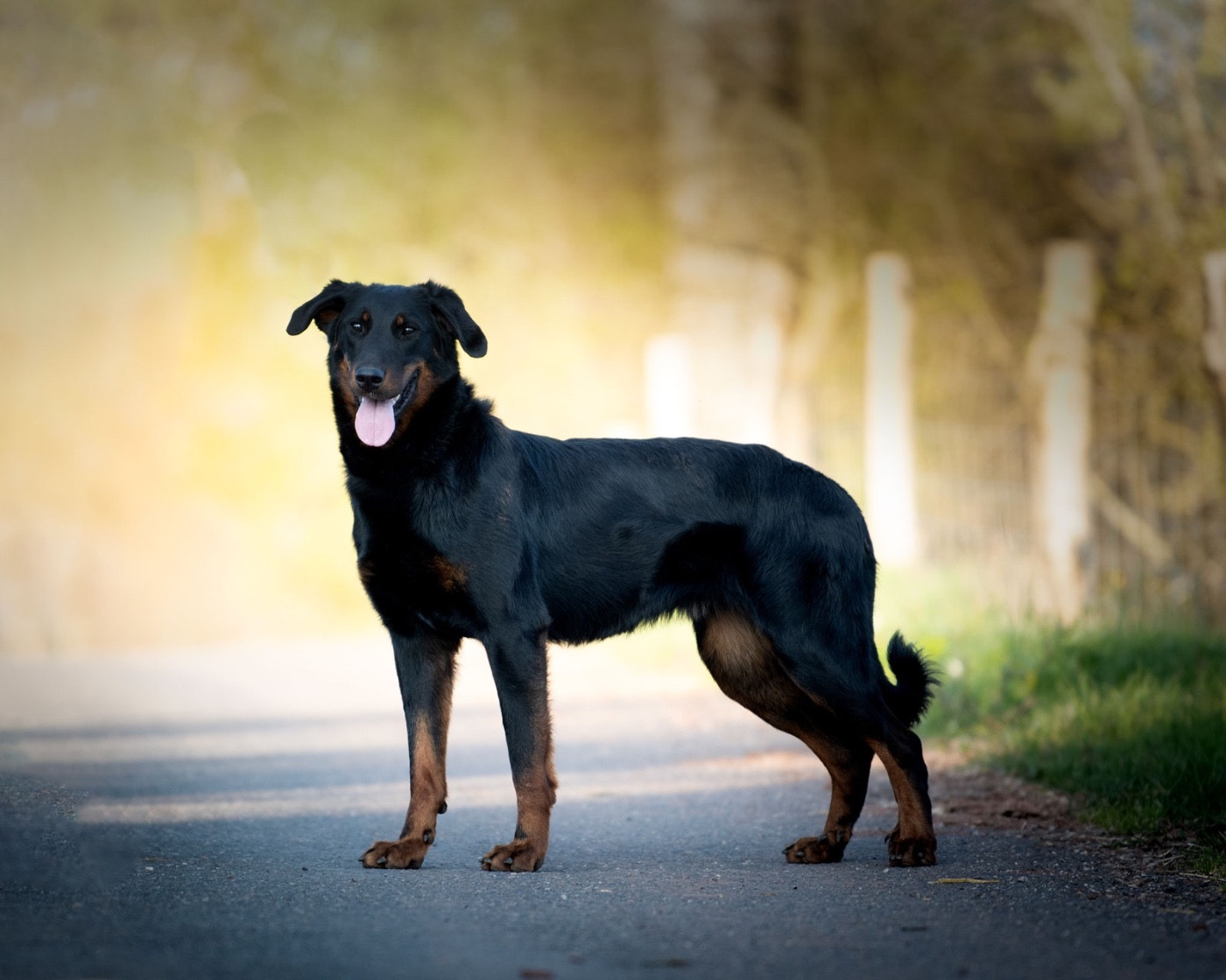 Publication : De la Bergerie d'Elan