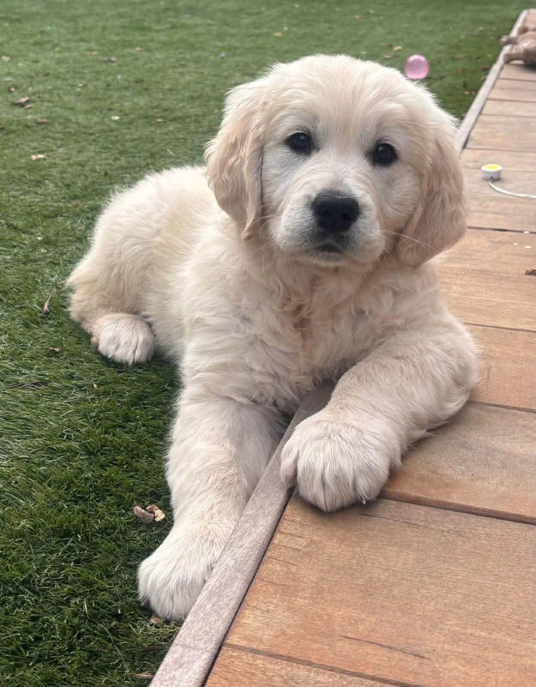 Publication : (Sans Affixe)