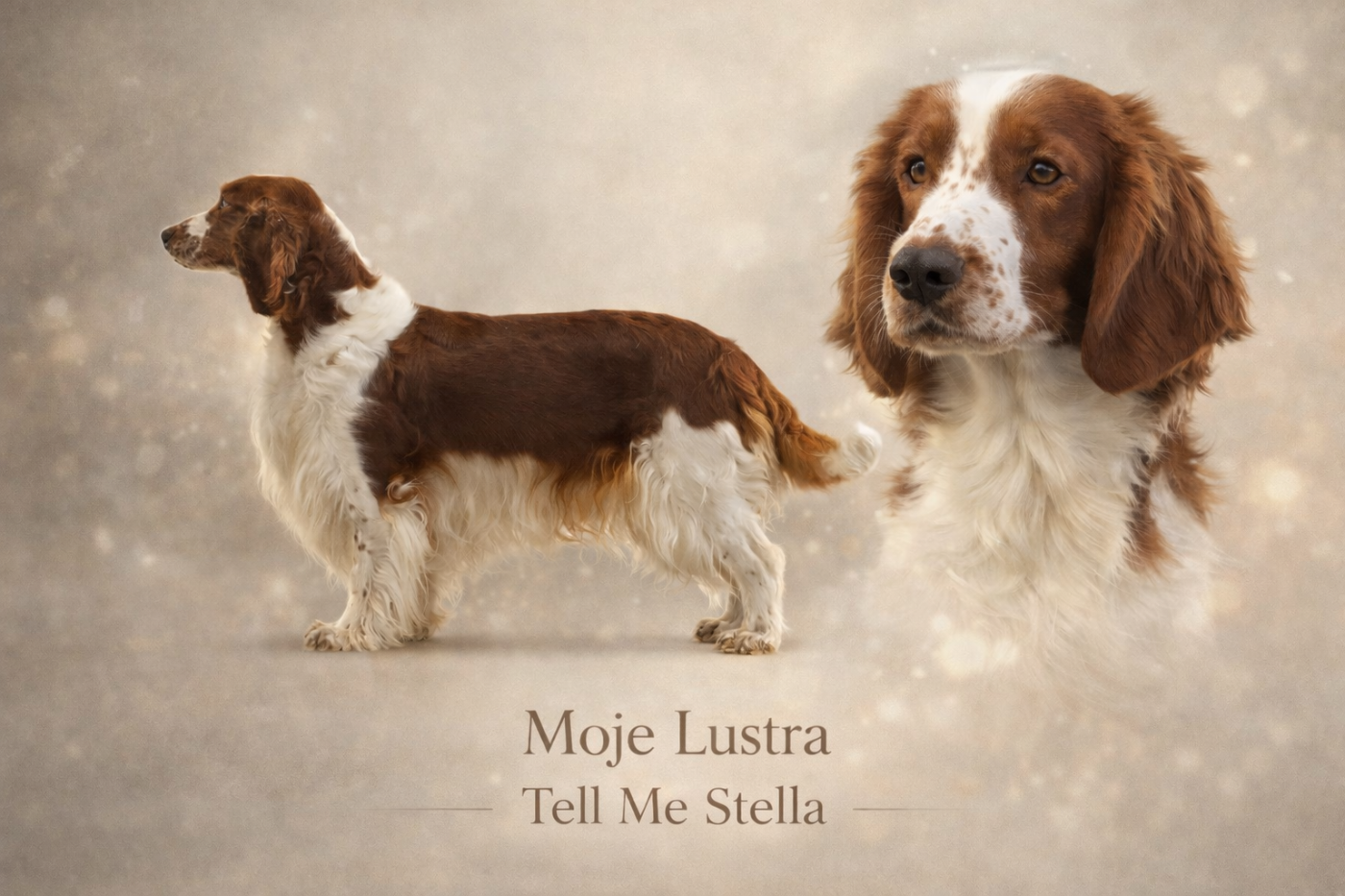 Publication : Moje Lustra