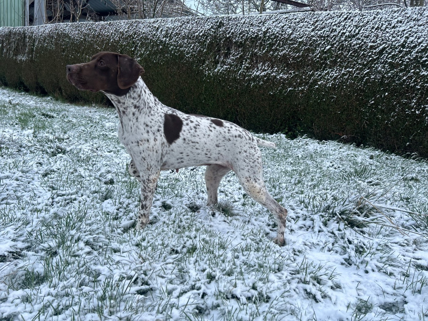 Publication : De Moca-Croce