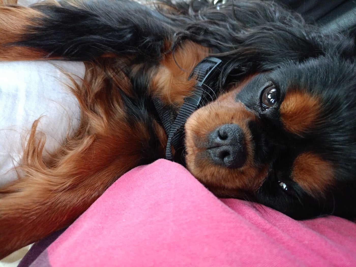 Publication : Des Fauves D'Aquitaine