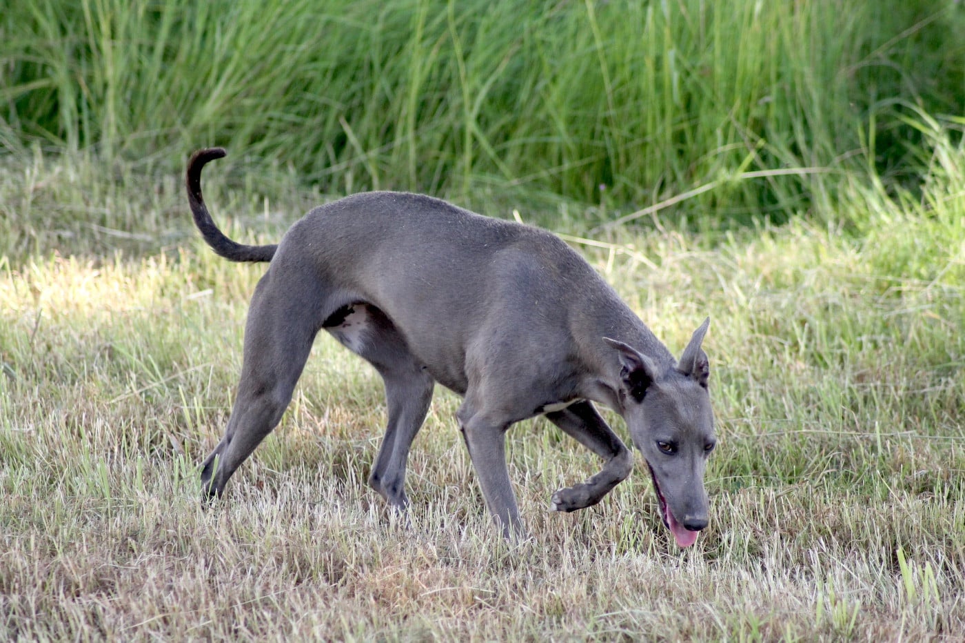 Publication : Du Frison Impérial Auteur : FRISON IMPÉRIAL FRANCE