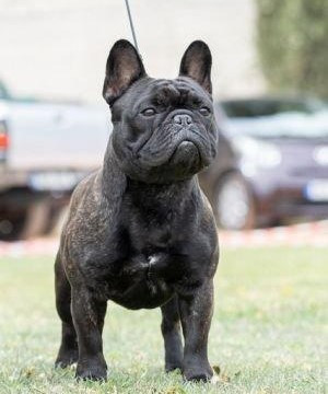 artdeco la vie boheme