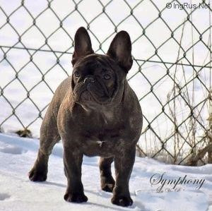 la vie boheme symphony