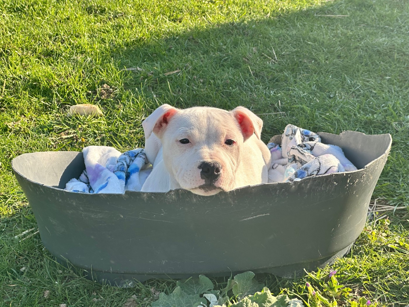 Publication : Du Domaine De La Fosse Aux Loups 