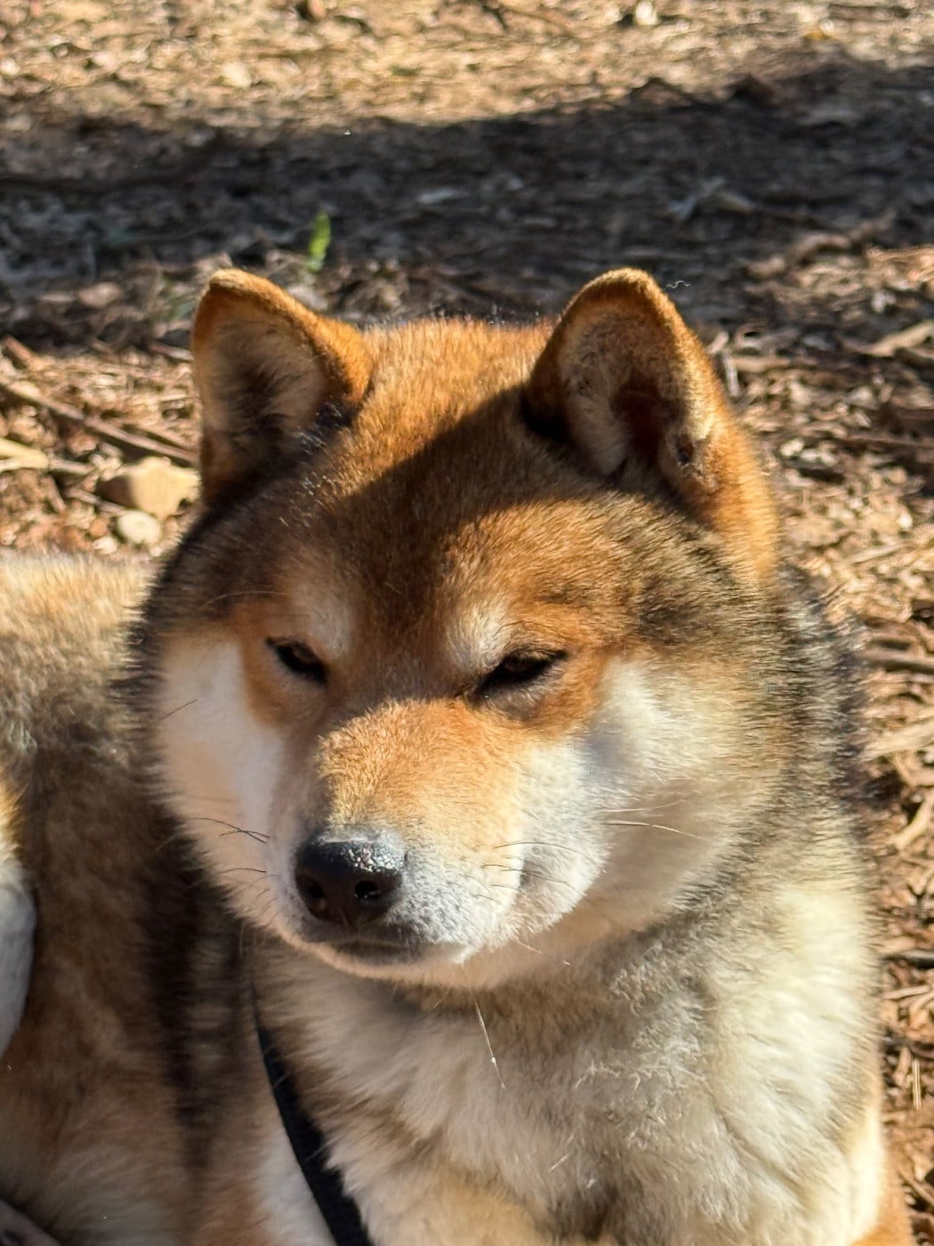 Publication : Des Renards Du Castrum 