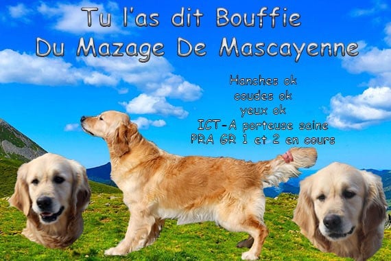 Tu l'as dit bouffie Du mazage de mascayenne